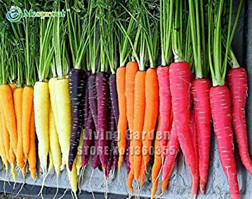 Big Beef Heirloom 'Rainbow' Jaune Blanc Violet Orange Rouge Carotte Légumes Mixte Graines, Paquet professionnel, 100 graines/Paquet