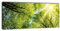 wandmotiv24 Leinwandbild Panorama Nr. 339 Baumkronen 100x40cm, Keilrahmenbild, Bild auf Leinwand, Wald Natur Geäst