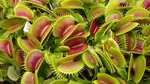 OFFERTA 3 PIANTE CARNIVORE DIONEA MUSCIPULA VASO 9CM carnivora insetti mosche