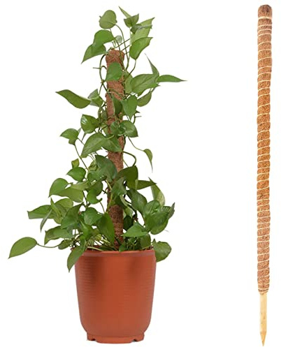 60 Cm Tutor In Fibra Di Cocco Monstera,Bastone Coltivazione In Cocco Elastico Fibra Di Cocco Naturale Supporto Per Piante Tutor Pianta Rampicante Interno Per Pianta Monstera Casa Giardino