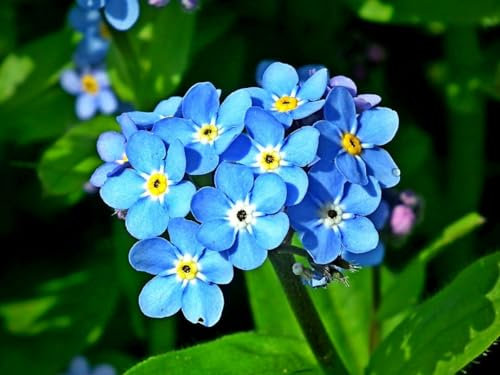 Forget ME NOT Blue 1600 Seeds