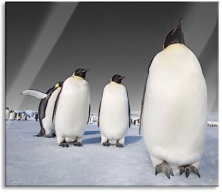 Kaiserpiguine en Antarctique Plaque de recouvrement de cuisinière et protection anti-éclaboussures en verre véritable | Pour plaques de cuisson | 60 x 52 cm