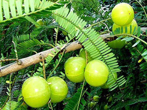 RWS 100 semillas Phyllanthus emblica, árboles Amla, grosella espinosa india, la medicina tradicional china