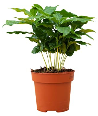 PLNTS - Coffea Arabica - Plante verte Caféier d'Arabie - Plante d'intérieur en 12 cm Pot - Hauteur 25 cm