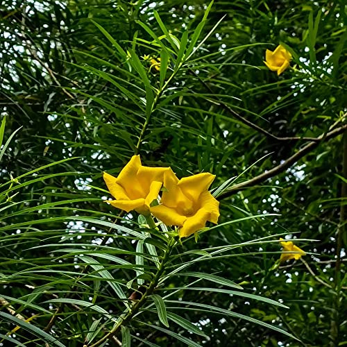 20 Stück oleander gelb winterhart samen - Seltene Pflanzen serie - baumsamen indoor garten exotische blumendeko dachbegrünung ingarden wiesenblumen wanddeko pflanzen