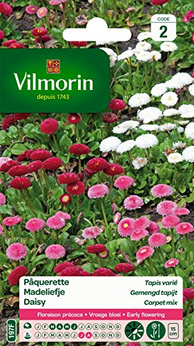 Vilmorin Pâquerette, Multicolore | Floraison précoce, culture en pots ou jardinières, massifs bas, bordures, semis mars à juin, floraison juillet-août