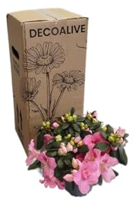 DECOALIVE Planta Natural Azalea Rosa – Arbusto en Flor para Decoración del Hogar