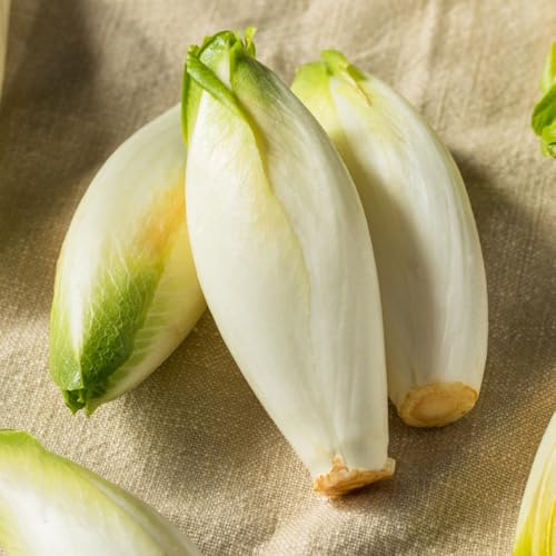 semi di cicoria resistenti per il giardino, radicchio, rare da giardino, 35pcs