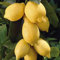 Thompson & Morgan Half-Hardy Lemon Fruit Tree 5L Potted Plant, Self-Fertile, High Yielding for Kitchen Gardens, Allotments, Patio and Containers