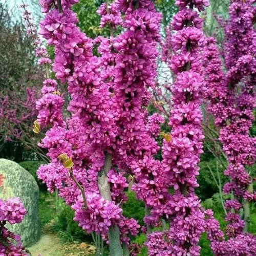 300 pcs Judasbaum Winterhart Kaufen Samen, winterharte pflanzen für garten Bonsai Samen Judasbaum, exotische pflanzen winterhart, pflanzen züchten herbst dekoration, minigarten bäume