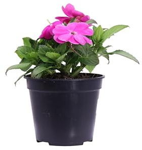 Pianta di Impatiens Nuova Guinea pianta da esterno pianta da fiore pianta ornamentale pianta vera di Impatiens Nuova Guinea venduta da eGarden.store (Ciclamino)