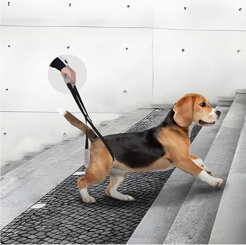 CiCixixi Aide à la Marche arrière pour Chien, Aide au Transport pour Chiens âgés, Harnais pour Pattes arrière - Aide à la Marche pour Chiens Malades, pour Chiens âgés, Noir