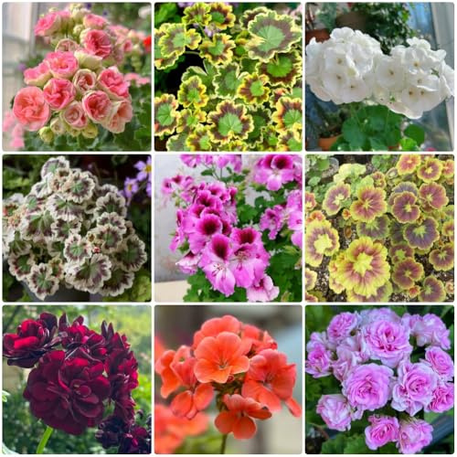 Semi di geranio, selvatici Pelargonium hortorum, perenni biologici semi di geranio 400pcs