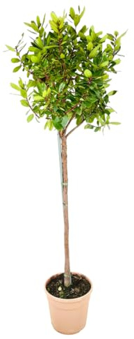 Arbutus Unedo Pianta Albero di Corbezzolo ad Alberello H 130 cm in Vaso 20 cm Frutti Commestibili Sempreverde Mediterraneo per Esterno