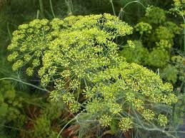 PAGANO DOMENICO E FIGLI SEMENTI DAL 1954