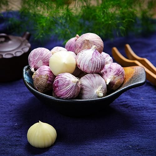200 pcs knoblauch samen winterhart - Allium sativum - bio samen balkon pflanze knoblauch zum pflanzen kaufen, winterknoblauch pflanzknoblauch, gemüsesamen bio balkon beet exotische