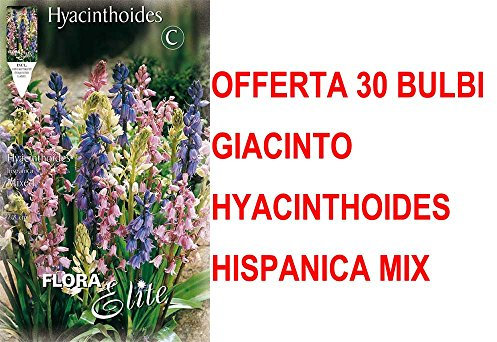 OFFERTA 30 BULBI AUTUNNALI GIACINTO HYACINTHOIDES HISPANICA MIX BULBS