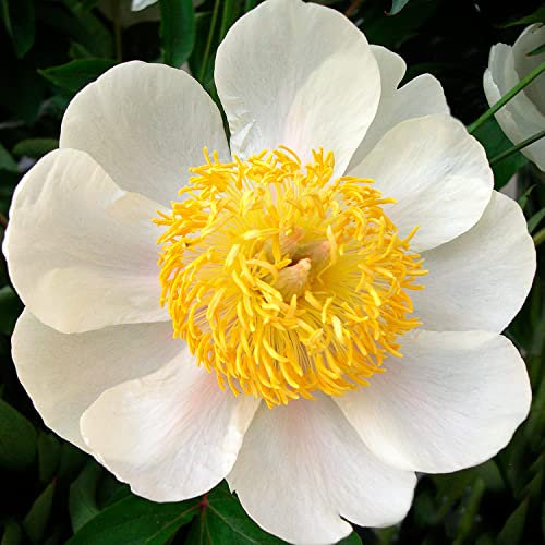Pivoine à Planter White Nippon - Plantes Vivaces Exterieur - 1 Racine - Plante Exterieur Jardin - Rustique - Naturelle Plante de Hollande - Pour le jardin et le pot (pas de graines, non artificielle)