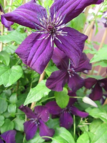 Clematis viticella Dark Eyes (60-100 cm) - Waldrebe/Klematis