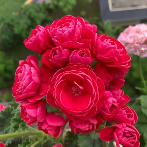 geranien samen hängend, pelargonium pflanze samen, kräuterpflanzen, blumen für balkon wiesensaatgut, garten geschenk, schattenpflanzen winterharte pflanzen für garten, winterharte 100pcs