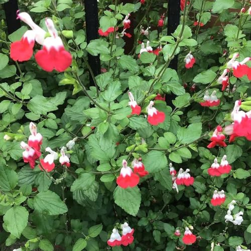 salbeisamen balkon kräutergarten indoor herbstblumen salbei winterharte garten sträucher exotische heilkräuter garten geschenk bio frühlingsblumen wildblumensamen gartendeko für 200samen