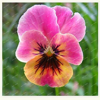 Rosa: 100 teile/paket stiefmütterchen samen mischungsfarbe wellig viola tricolor blumensamen bonsai topfpflanze für diy haus & garten