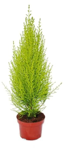 Exotenherz - Cypresseur d'intérieur - Cupressus macrocarpa Wilma - 1 plante - Facile d'entretien - Purifiant l'air - Pot de 12 cm