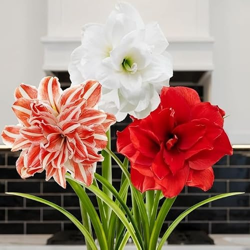 Bulbo de Allium Red Mohican (paquete de 5 piezas), puerro ornamental