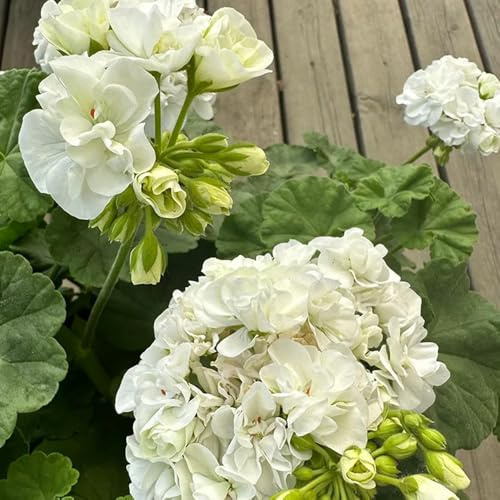 semi di geranio resistenti - pelargonium - tappezzante perenne resistente, ombra biologici aiuola da giardino roccioso 40pcs