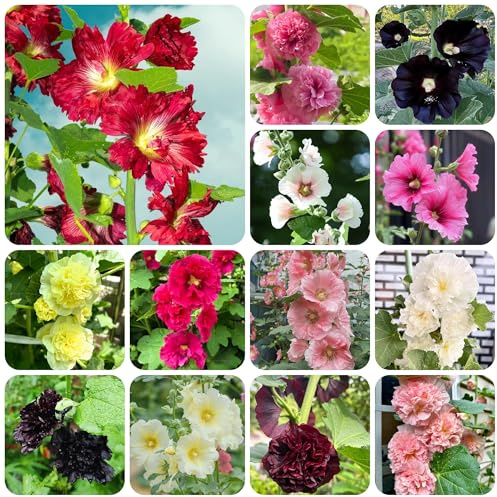 semi di malvarosa perenne resistente, malvarosa, balcone, esterno resistenti, primaverili per luoghi soleggiati, 1000pcs