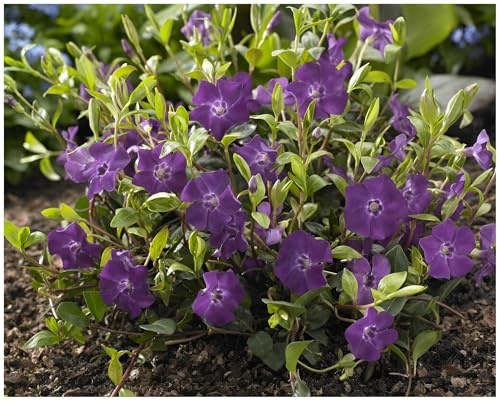 Stauden Gänge 1 x Vinca minor 'Rubra' Immergrün winterhart