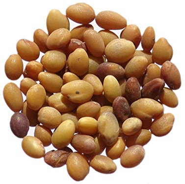 Trèfle d'Alexandrie - 40 grammes - Trifolium Alexandrinum L. - Berseem Clover - (Engrais vert) - SEM05