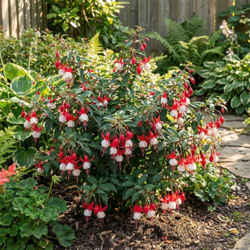 Bloomique - Lot de 6 - Fuchsia Madame Cornelissen - Fuchsia - Plante de Jardin - Vivace - Floraison abondante - Rustique - Hauteur 10-20 cm - Pot 9 cm