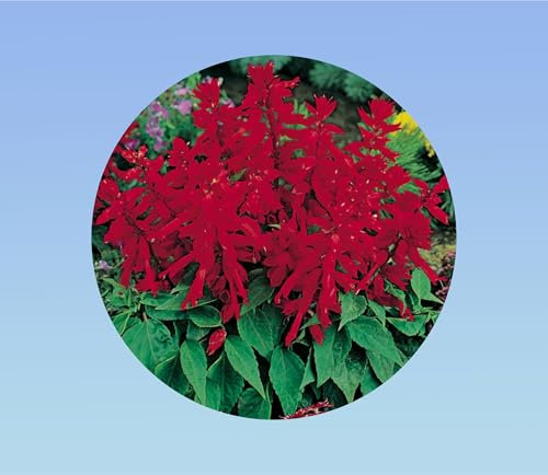 5 graines de sauge feu magique - sauge éclatante - plante vivace - salvia splendens