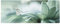 Bilderwelten Glas-Bild Echtglas - Schmetterling Tautropfen Pastellgrün - Panorama 50 x 125cm