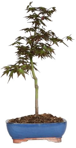 KENTIS - Acer Palmatum Katsura - Bonsai di Acero Giapponese - Bonsai da Esterno Vero Ornamentale - Piante Vere - H 45-50 cm Vaso Ø 21 cm