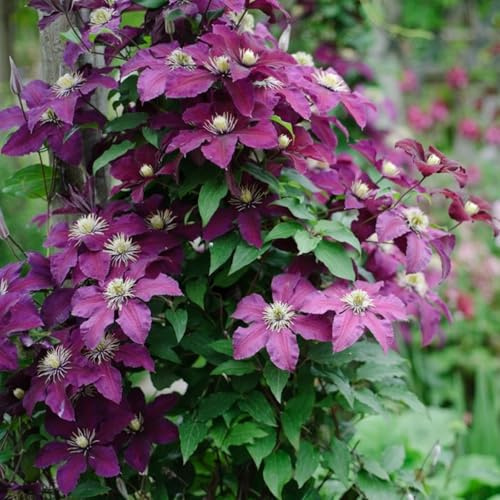 Clemátide trepadora: una herramienta ideal para crear muros y cercas florales en exteriores. Ilumina cualquier rincón-8 bulbos-A