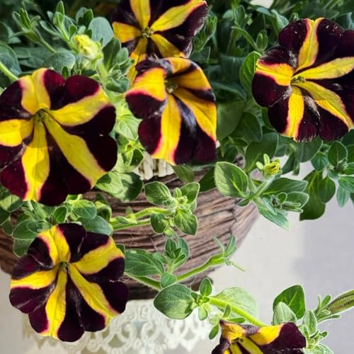 semi di petunia appesi di aiuola, antiche varietà di petunia petunia di perenni resistenti copertura del terreno, perenne 250pcs