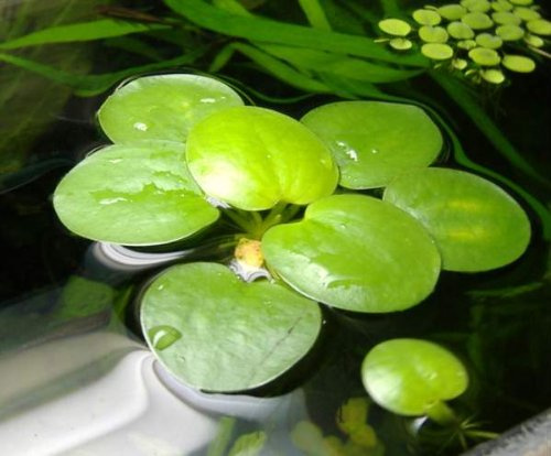 10 Mini Limnobium, plantas vivas
