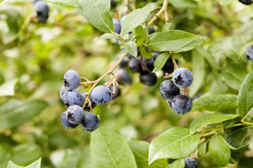 Vaccinium corymbosum 60–80 cm – Winterhart, Mehrjährig, Pflegeleicht – Kulturheidelbeere – Obststrauch für Garten & Kübel