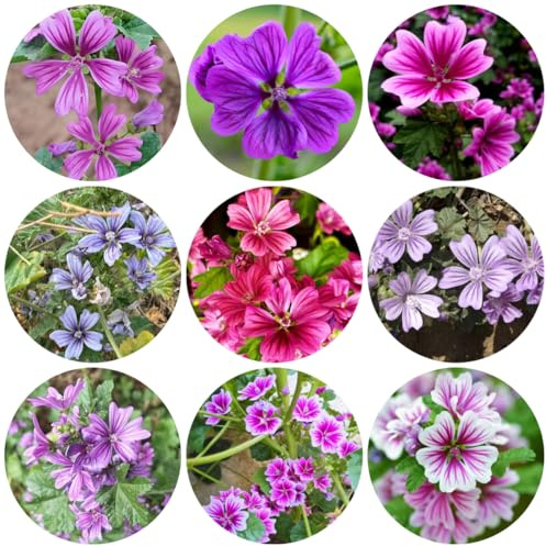semillas de malva - orgánicas Malva silvestre - invernaderos balcón variedades antiguas jardín balcón regalos para los amantes 300pcs