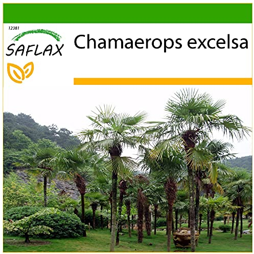 SAFLAX - Palmier à chanvre - 10 graines - Avec substrat - Chamaerops excelsa