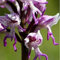 (Orchis Men#696) Orchis Italica, también conocida como:Orquídea italiana para hombre, Pyramid Monkey Orchid– 100 semillas/lote (O&Men 696)