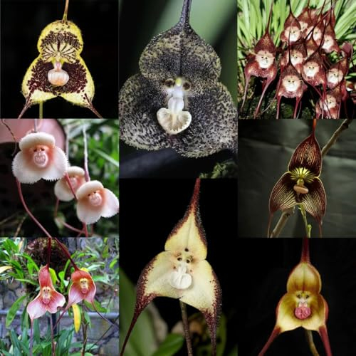 20 pcs Affenkopf orchidee samen Topfpflanzen Echt, Outdoor Pflanzen Dracula simia - Pflanzen Für Garten, Gartenpflanzen Blumen Für Balkon gartenblumen, zimmerpflanzen samen Blumen