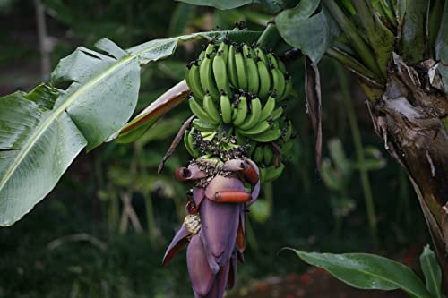 10 Semillas de Plátano Graines de Bananier 'Musa Acuminata ssp Acuminata'