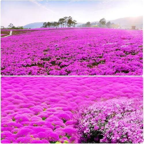 19998+USA PERMIUM - Semillas de hierbas de tomillo rastrero para plantar al aire libre, perenne Thymus Serpyllum, alfombra mágica sin OMG, resistente a la sequía, planta en tu hogar y jardín