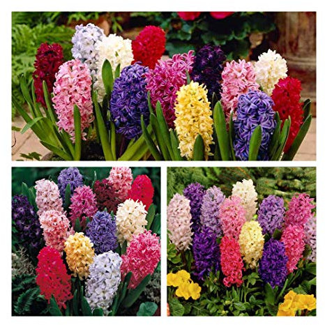 Hyacinth Mixed x 10 Flower Bulbs Size 15/16 Stunning Spring Flowers Easy to Grow
