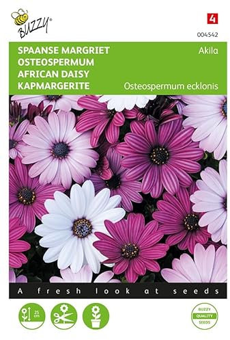 Buzzy Seeds 004542 Kapmargerite Akila Mischung (Margeritensamen)