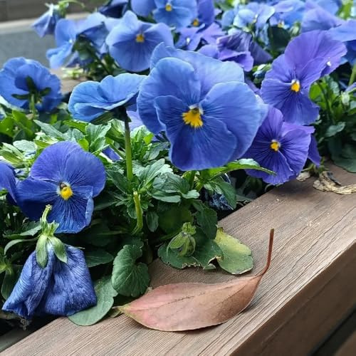 semi di viola del pensiero rampicanti resistenti, biologici di viola del pensiero to perenne, decorazione autunnale 800pcs