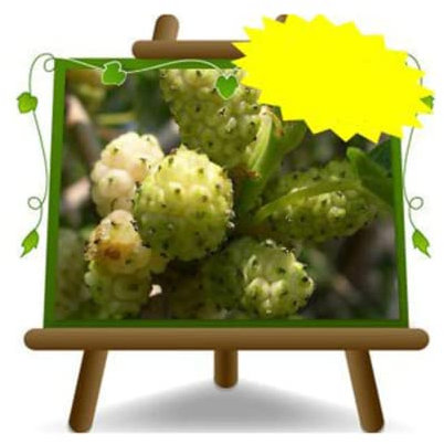 Mûre Mure Blanc - Plante fruitière vieux sur pot 20 - arbre max 170 cm - 2 ans